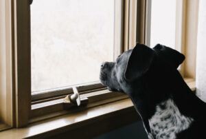How To Cure Separation Anxiety In Dogs