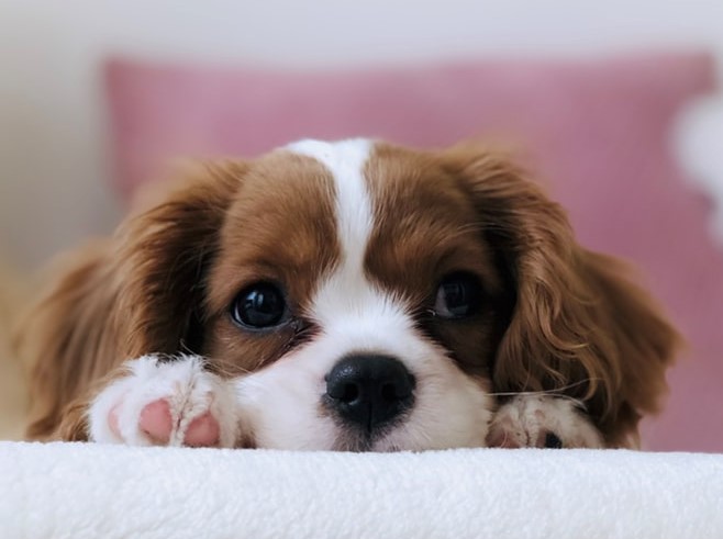 6 Tips For House Training A Puppy