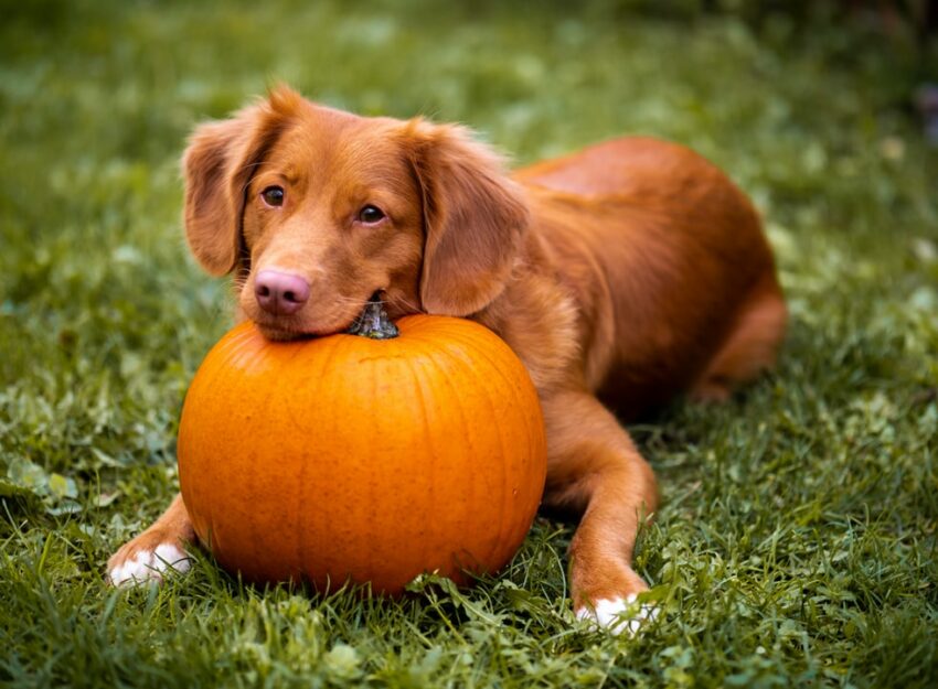 Dog Loves Pumpkin