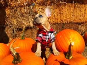 Pumpkin And Dog