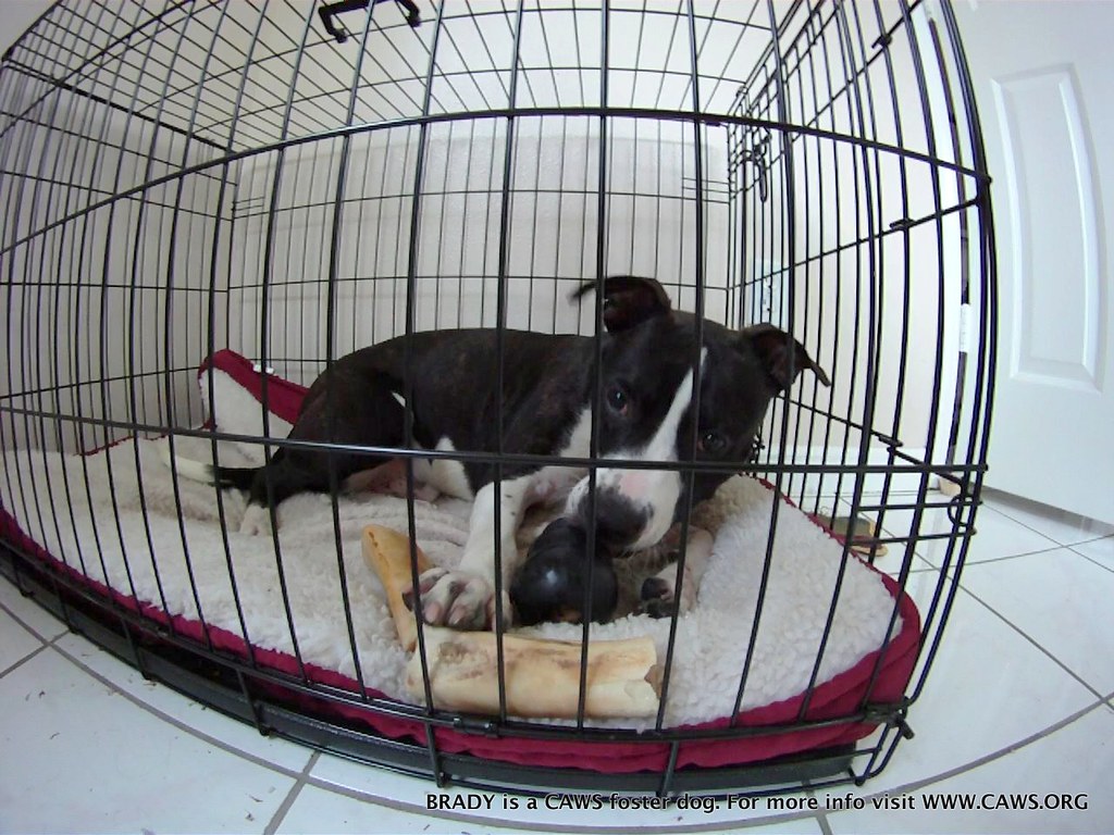 dog Bed In Crate