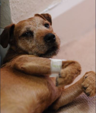 Dog With Bandage