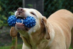Lab And Chew