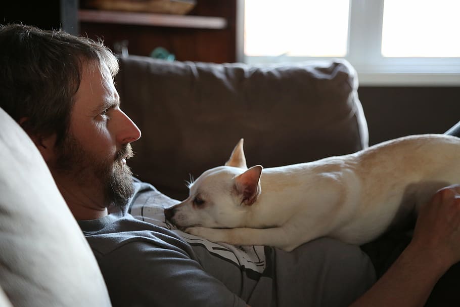 Man And Dog On Sofa